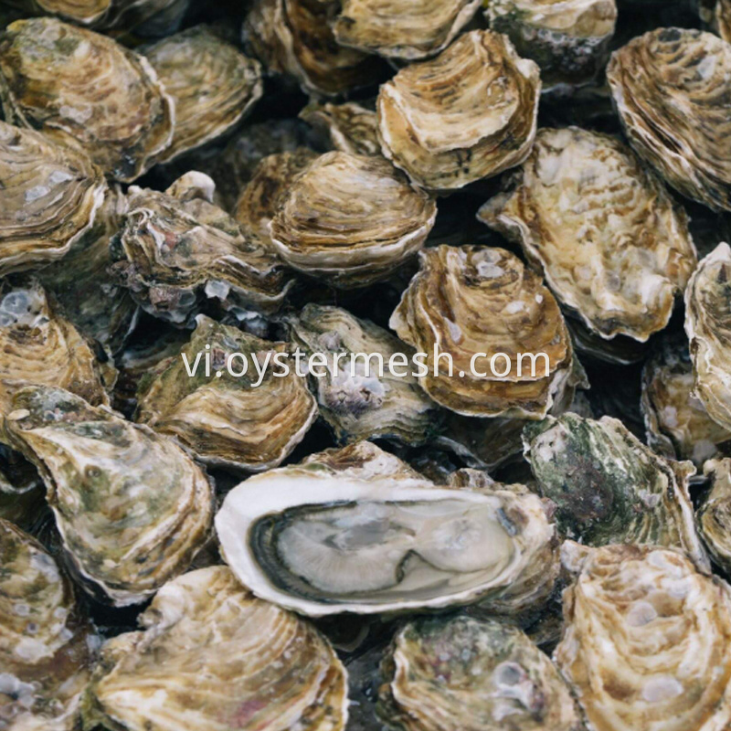 Nuôi hàu Oyster Farming